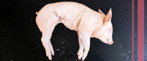 Para saber más del tema, te invitamos a seguir leyendo los siguientes artículos: